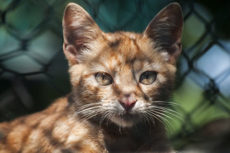 A little ginger tabby kitten royalty free stock image A little ginger tabby kitten royalty free stock image