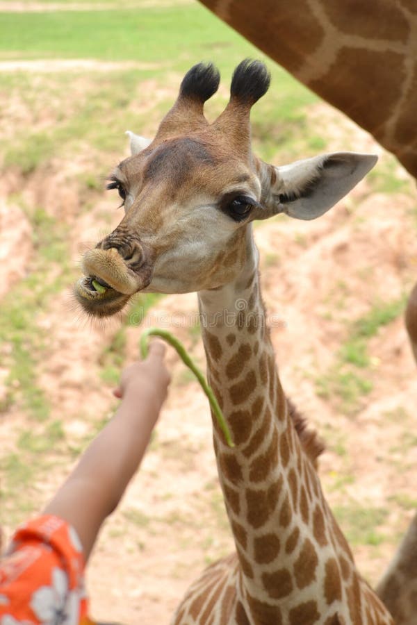 Little Giraffe. stock image. Image of stand, standing 18989345