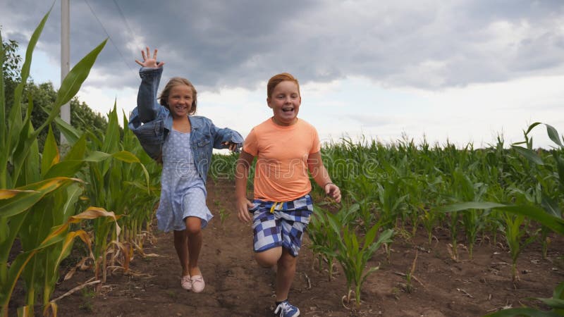 Little girl and boy having fun while running to the camera through maize plantation. Small kids playing among corn field