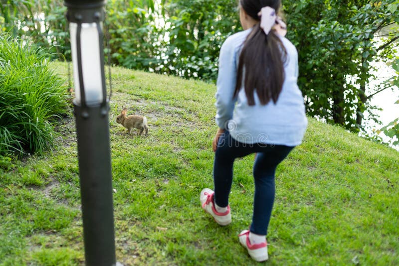 Catching Rabbit Stock Photos Free & RoyaltyFree Stock Photos from