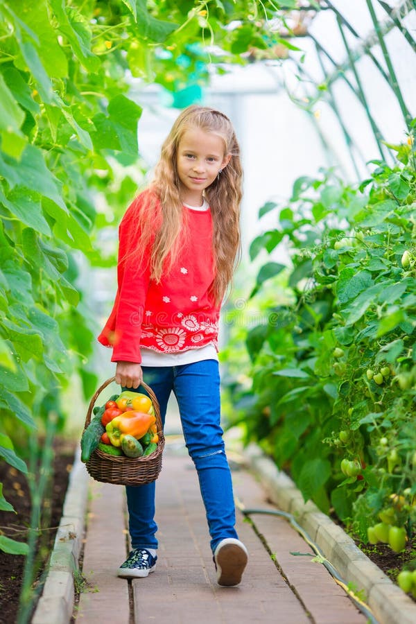 Little Girl Collecting Crop Cucumbers and Tomatos in Greenhouse ...