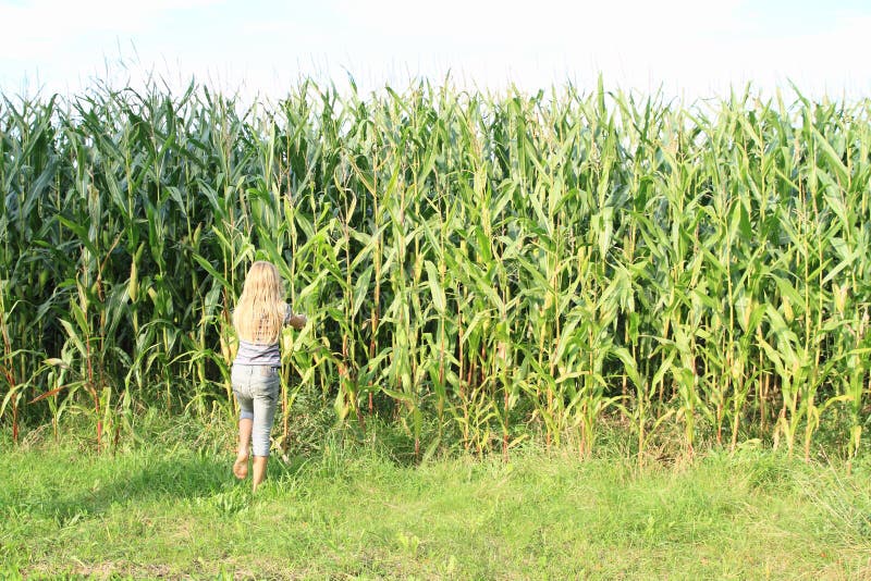 Little girl in corn field