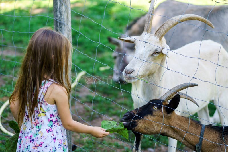 little-girl-feeding-farm-animals-stock-image-image-of-emotional
