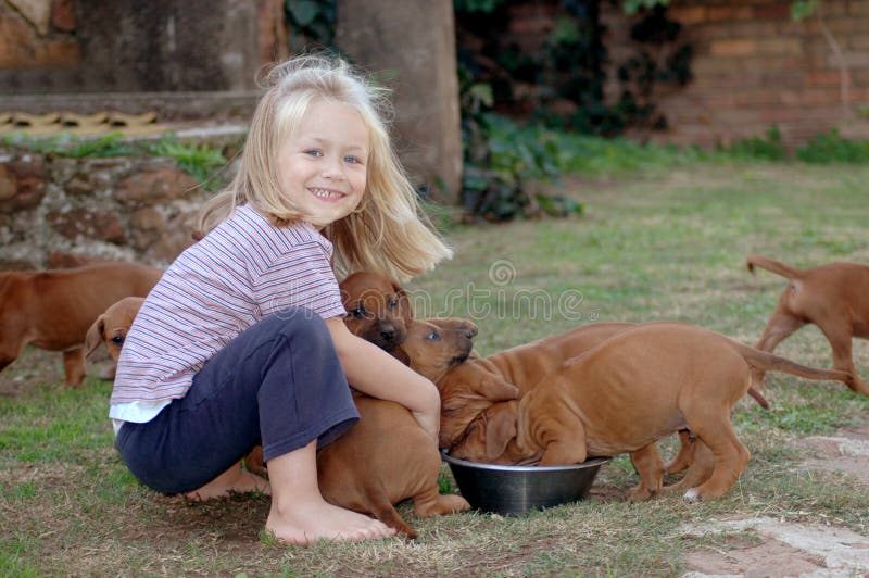 A cute little Caucasian girl child with happy smiling facial expression feeding her young Rhodesian Ridgeback hound dog puppies in the yard outdoors. Rhodesian puppies stock images, royalty-free photos and pictures