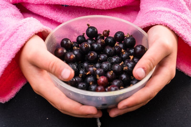 Little Girl in the Garden with Berries in Her Hands 1 Stock Image