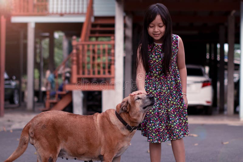 Little girl gently stroked the dog`s head with kindness and love