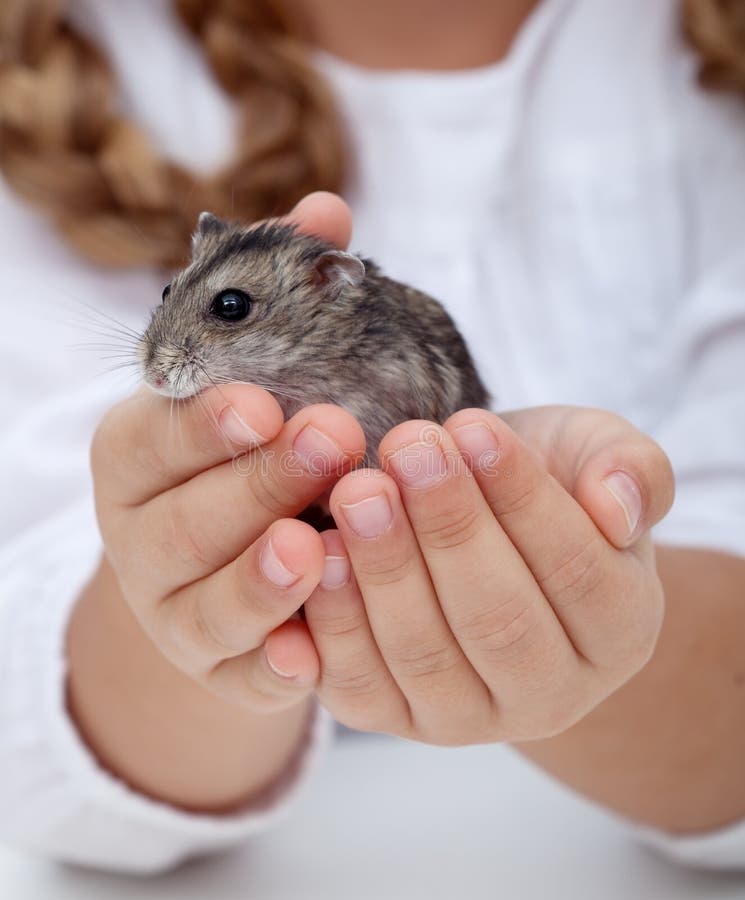 holding a hamster in closed hands holding a hamster in closed hands
