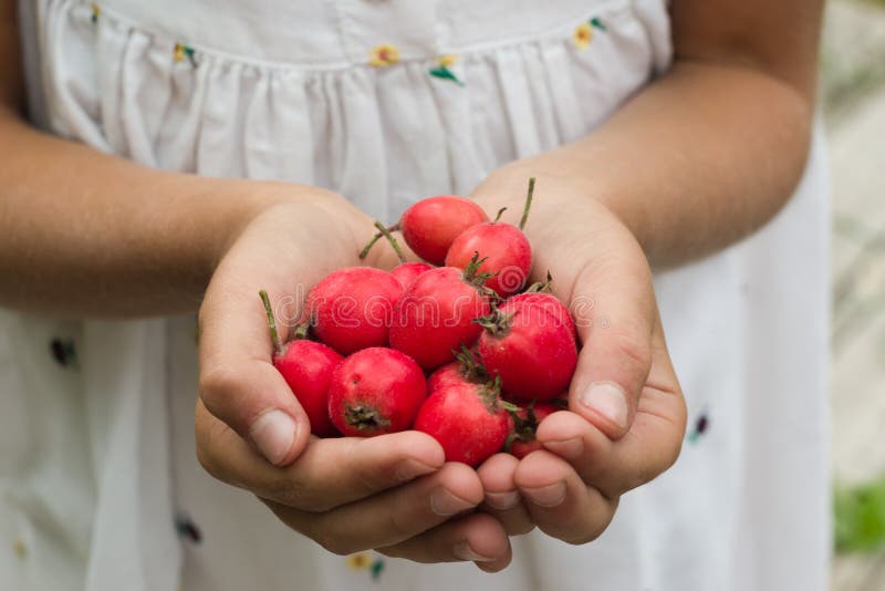 Little Girl Holding Red Berries in Her Hands. Stock Photo Image of