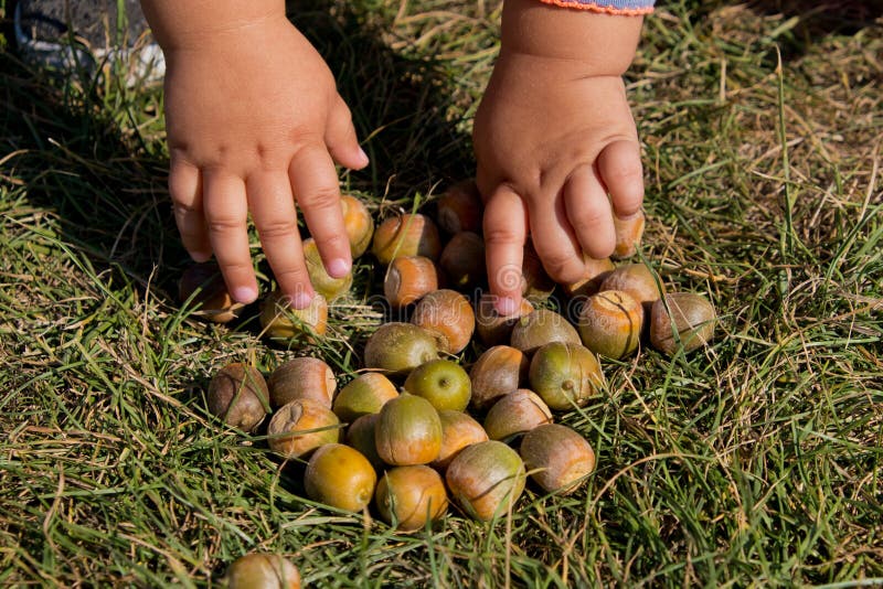 Little girl picking acorns in autumn park. Close-up