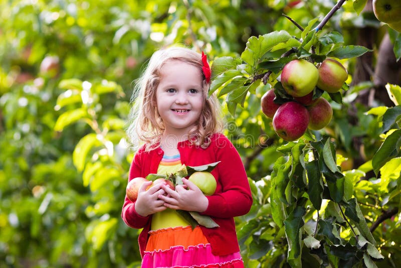 Little Girl Picking Apples from Tree in a Fruit Orchard Stock Photo ...