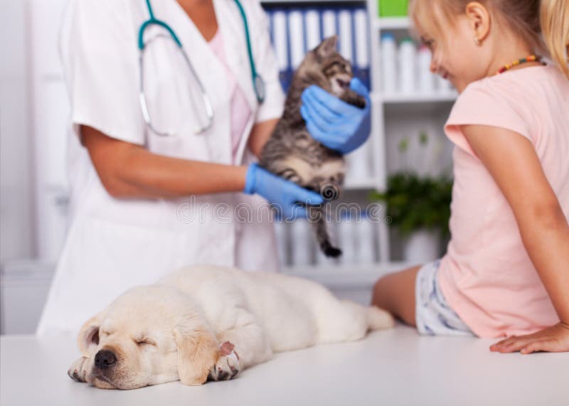 Little girl at the veterinary with her sleeping puppy dog royalty free stock photo Little girl at the veterinary with her sleeping puppy dog royalty free stock photo
