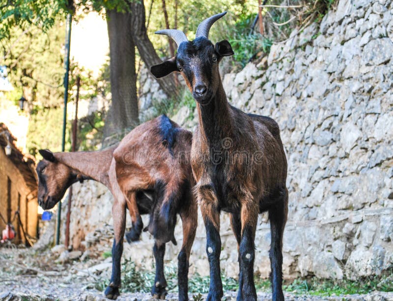 Goat Kick Stock Photos Free & RoyaltyFree Stock Photos from Dreamstime