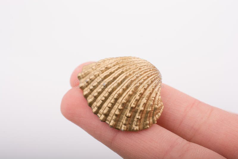 Little Gold Colored Seashell in Hand Stock Photo Image of coast