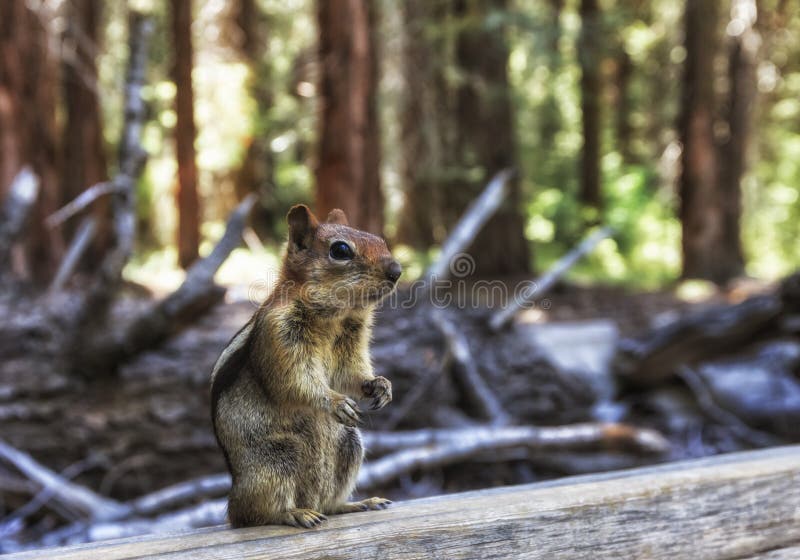 The golden-mantled ground squirrel (Spermophilus lateralis) is often confused with a chipmunk, but is somewhat larger. Native to most forested areas of North America, it is one of the most appealing creatures due to its gregarious nature and sheer cuteness. Picture was taken in Sequoia National Forest. The golden-mantled ground squirrel (Spermophilus lateralis) is often confused with a chipmunk, but is somewhat larger. Native to most forested areas of North America, it is one of the most appealing creatures due to its gregarious nature and sheer cuteness. Picture was taken in Sequoia National Forest