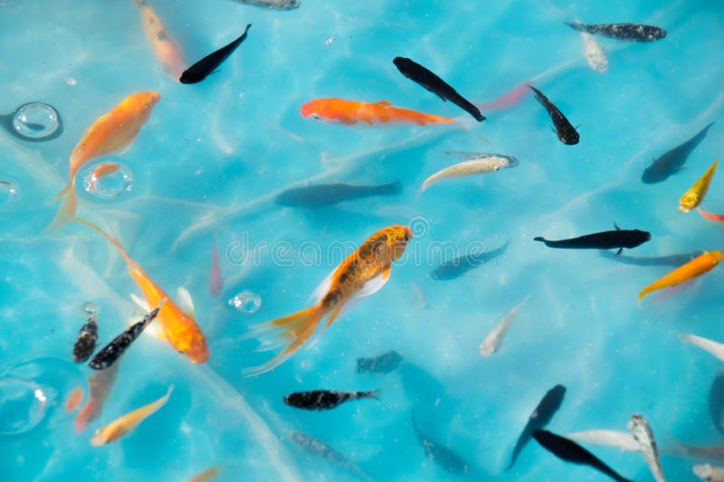 Goldfish scoop stock photo. Image of swim, gold, fishing 5975780