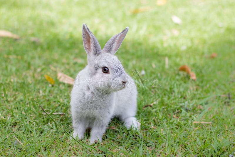 Little gray bunny rabbit sitting on green grass stock image Little gray bunny rabbit sitting on green grass stock image
