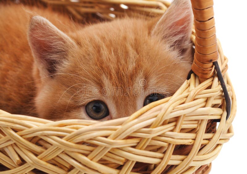 Little gray kitten in the basket royalty free stock image Little gray kitten in the basket royalty free stock image