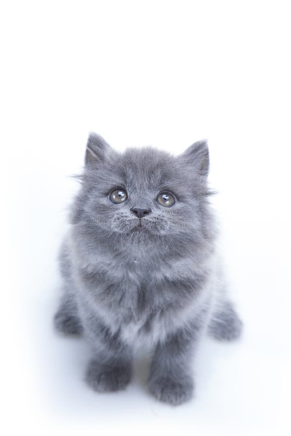 Little gray kitten looking up