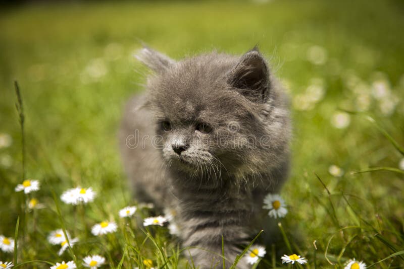 Little gray kitten playing in grass