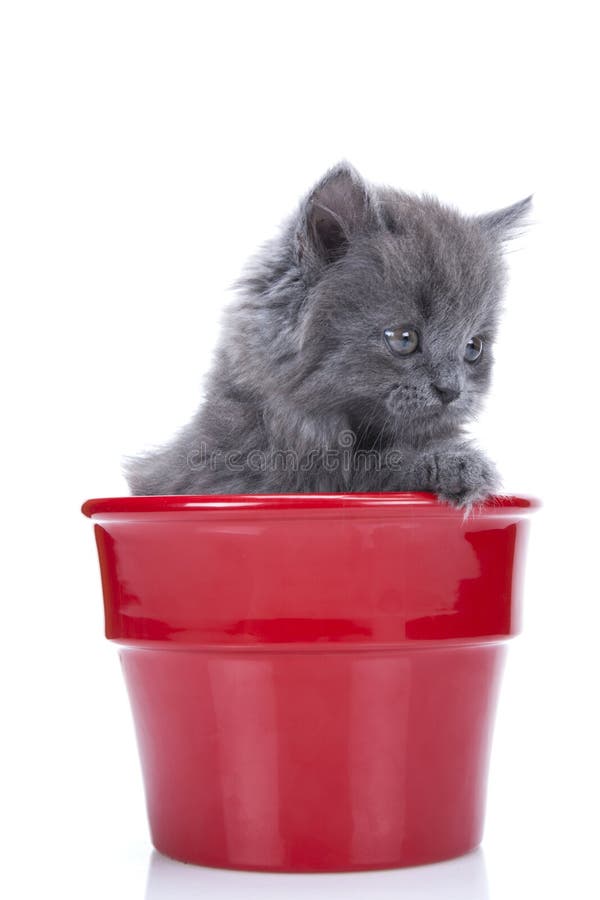 Little gray kitten playing