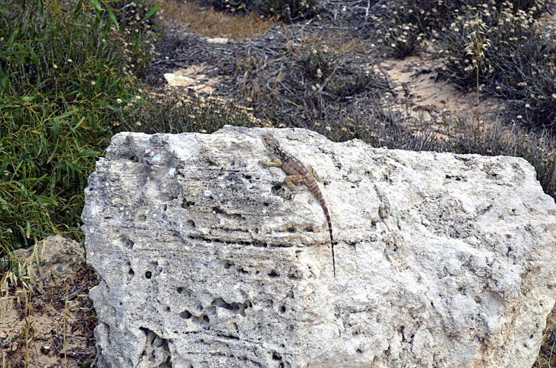 A little gray lizard sits on a stone stock image