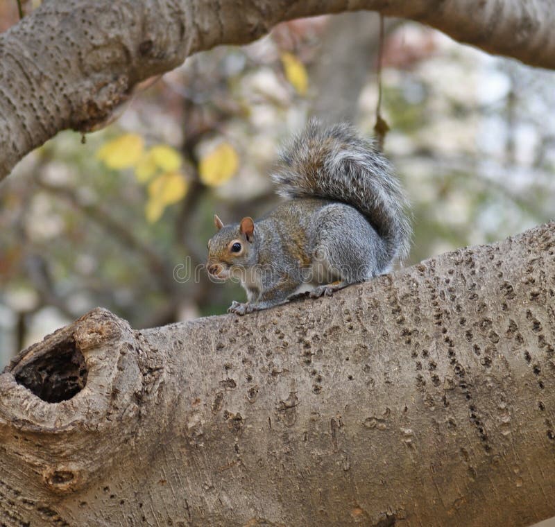 Little Gray squirrel, arboreal rodent, on tree.