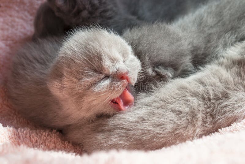 Little gray yawning kitten. Close-up. Pink background. Scottish Cat Pink Tongue