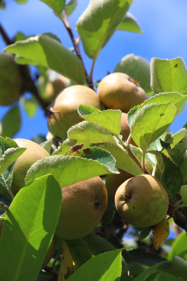 Little Apple Ripening on an Apple Tree Stock Photo Image of tree