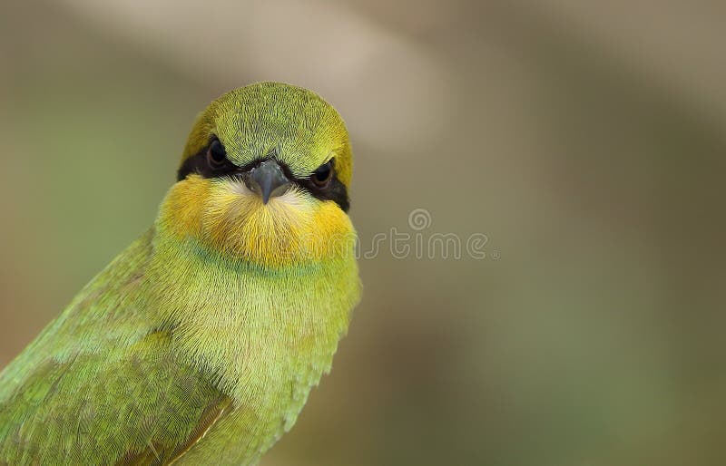 Little green bee Eater