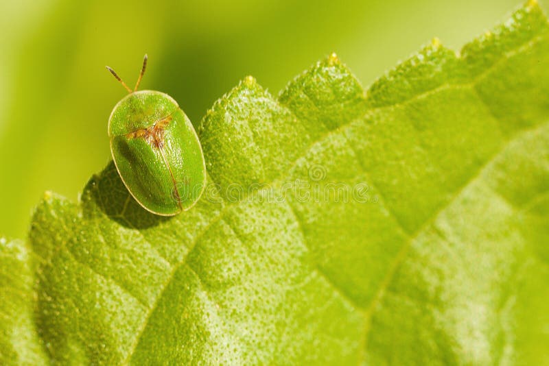 Little Green Bug Sitting on Leaf Stock Photo Image of field, foliage