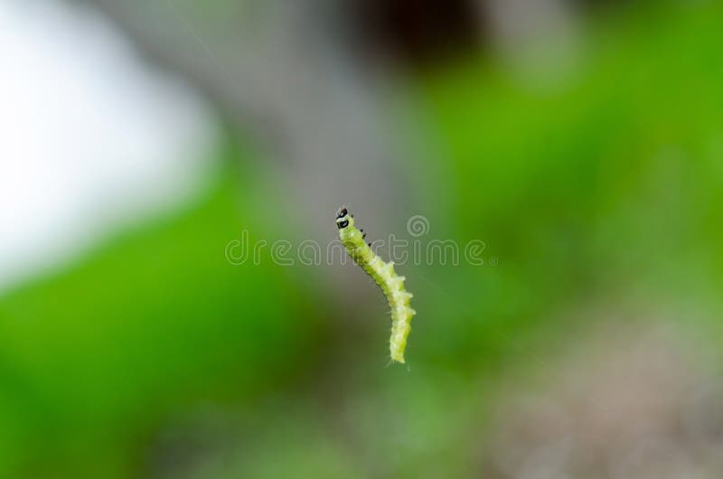 Little green caterpillar stock image. Image of colorful 74173397