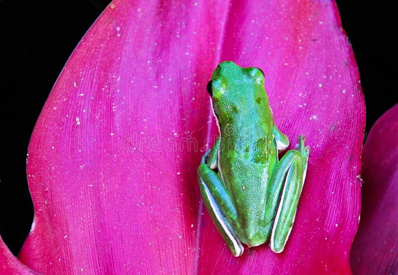 Little Green Frog stock image. Image of amphibian, pink - 15756821