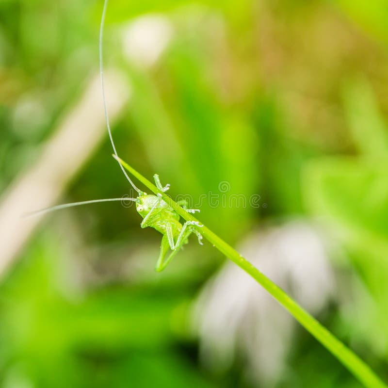 Little green grasshopper sitting on green leaf