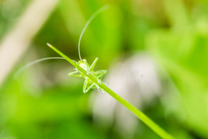 Little green grasshopper sitting on green leaf