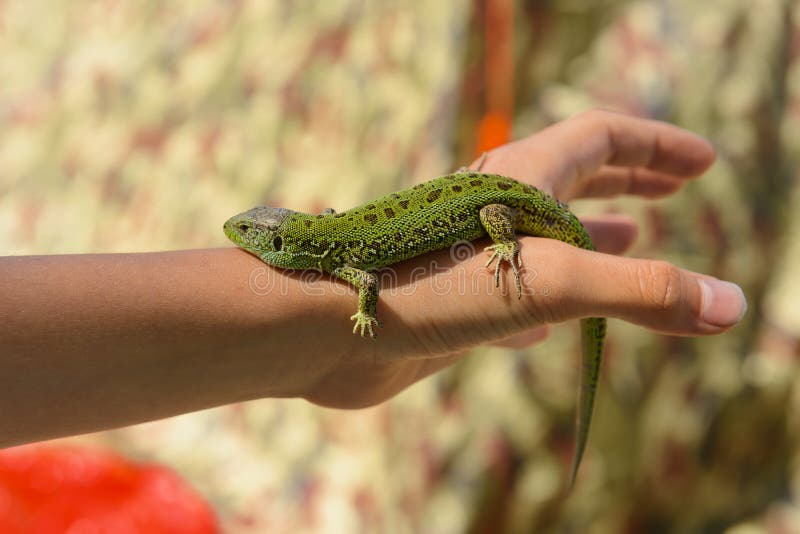 Lizard Crawling On The Rock. Wildlife In Puglia, Salento, Italy Stock