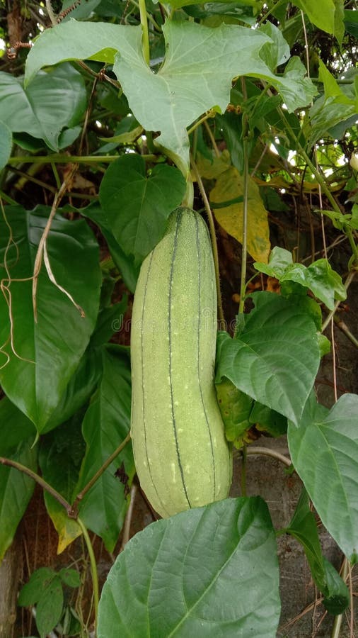 Little Green Melon Vegetable Vilage Stock Photo Image of green