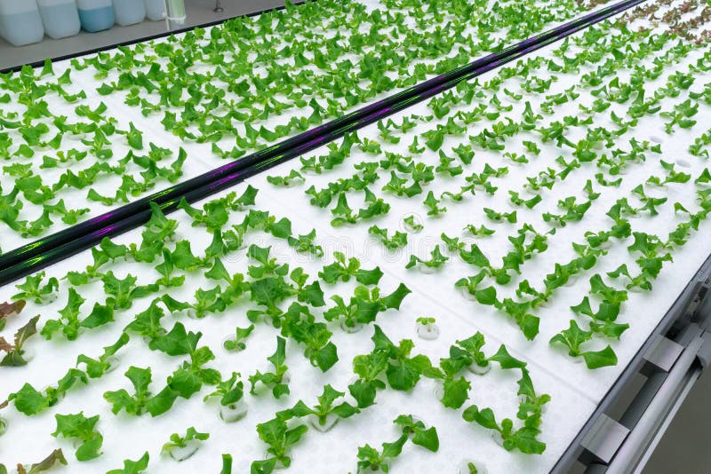 Green Oak Lettuce at the Garden Stock Image - Image of health, crop ...