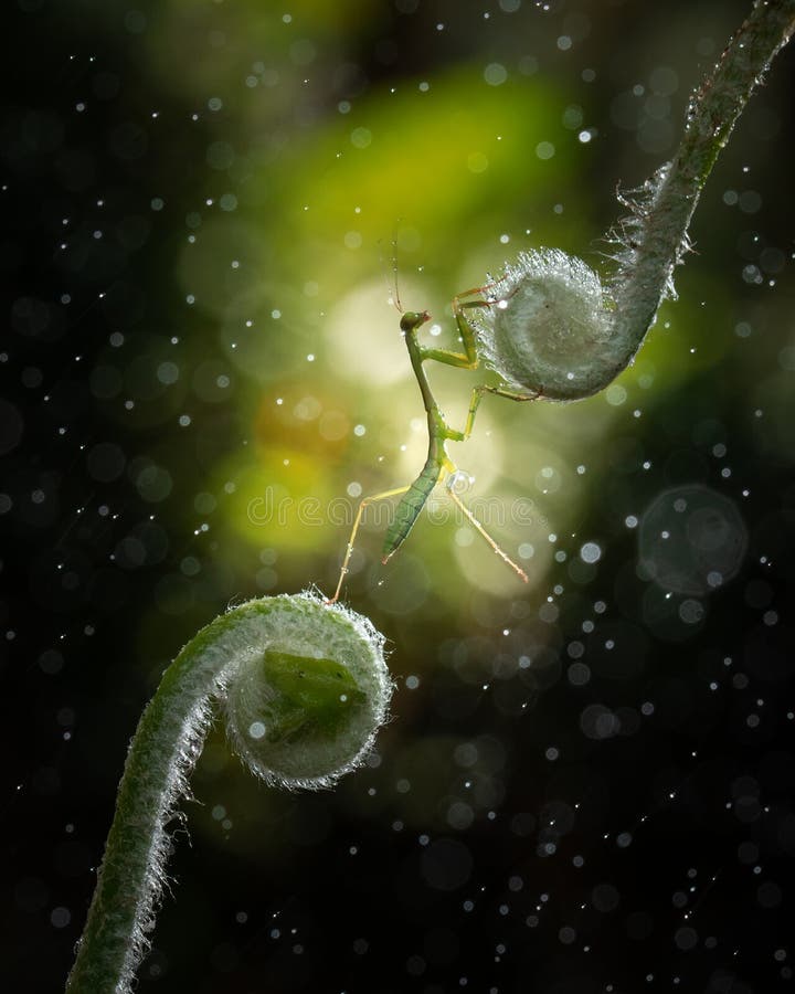 Green praying mantis on fern leaf