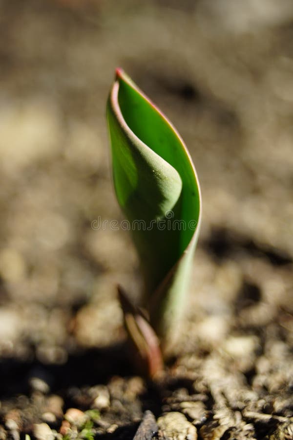 Little green sprout of tulip flower grow in the sunny garden stock images Little green sprout of tulip flower grow in the sunny garden stock images