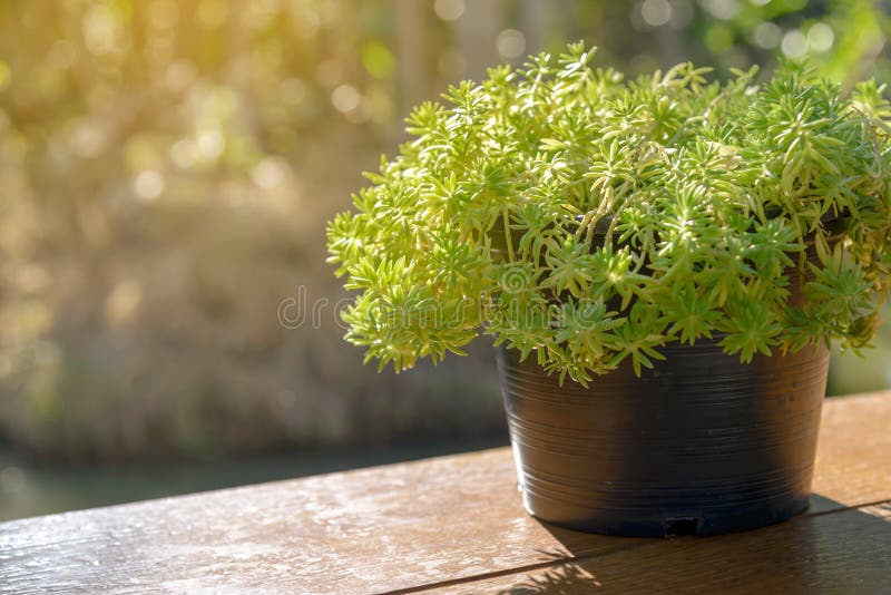 Little Green Tree Pots in Vase with Sunlight Decoration Stock Photo