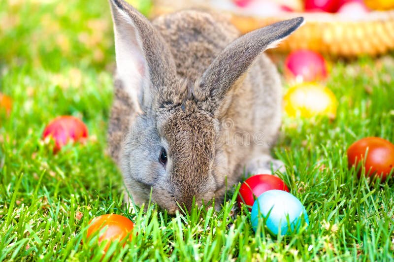 Little Grey Bunny Playing in the Grass with Easter Eggs Stock Image ...