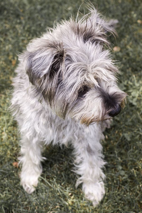 Little grey hairy dog stock photo. Image of animal, carnivore 185926306