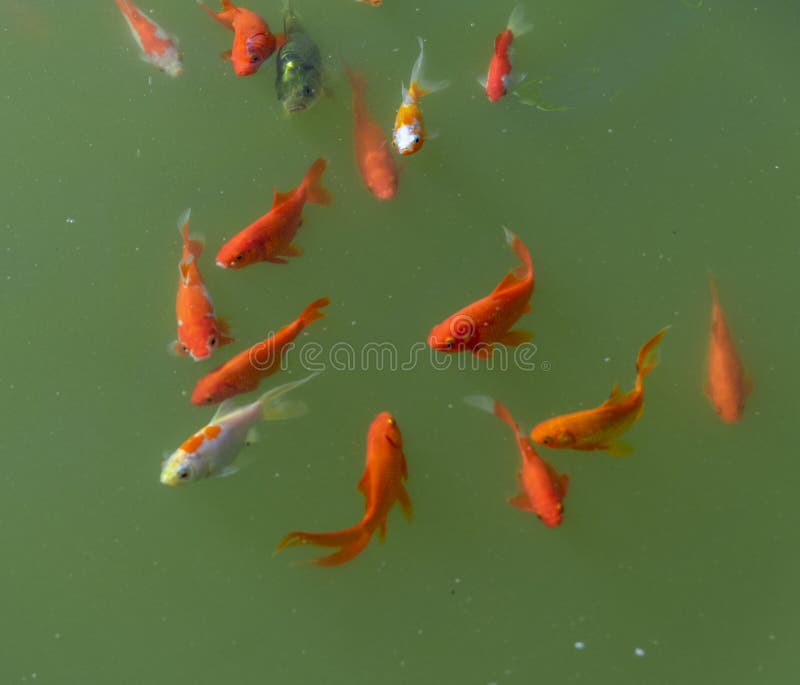 Little group of goldfishes