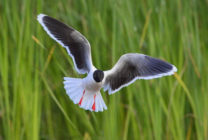 The Little Gull (Larus minutus) in flight