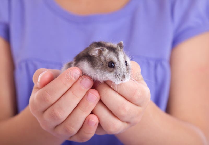 Little hamster in children's hands royalty free stock photos Little hamster in children's hands royalty free stock photos
