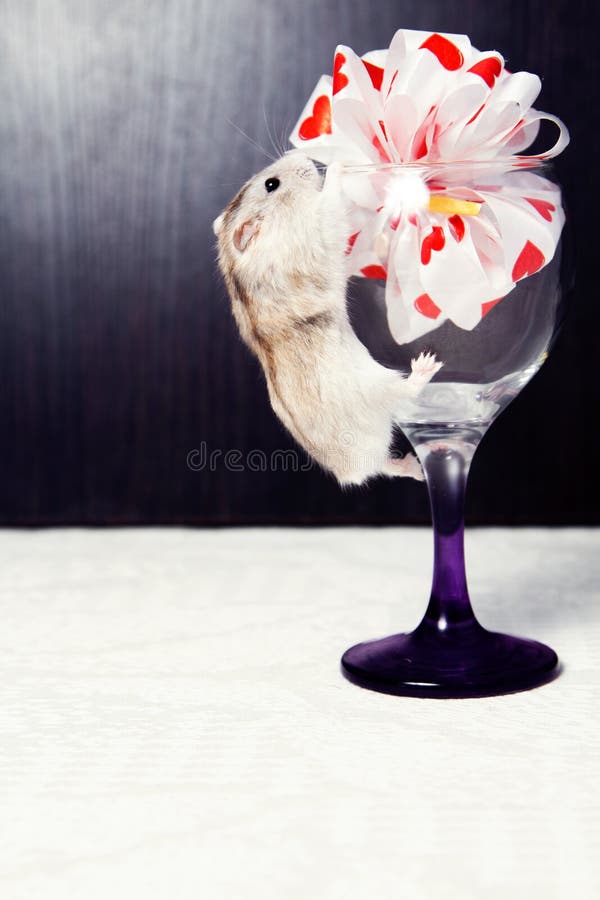 Hamster climb stock image. Image of humorous, animal 38912515
