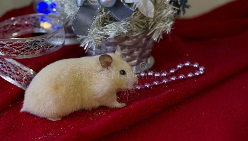 Little hamster sits on a green background of Christmas decorations and lights. Background for design.Happy New Year 2020 royalty free stock photo Little hamster sits on a green background of Christmas decorations and lights. Background for design.Happy New Year 2020 royalty free stock photo