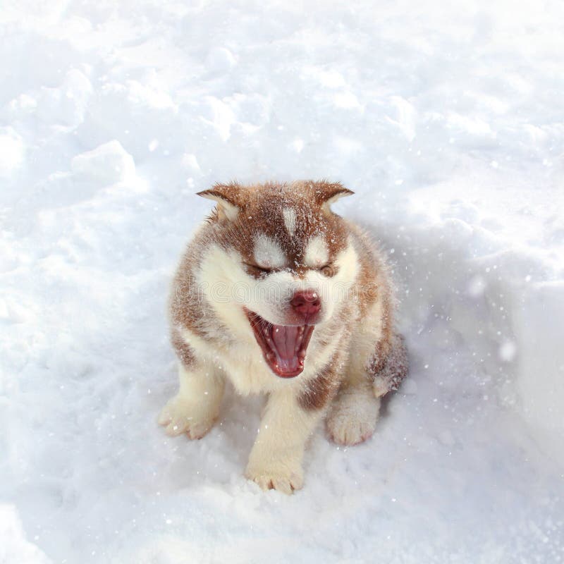 Poco felice Husky cucciolo seduto nella neve e godersi la neve.