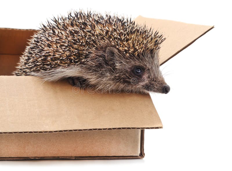 Little Hedgehog in the Box. Stock Image Image of cunning, barbed