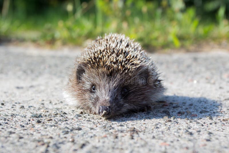 Little Hedgehog on the Road Stock Photo Image of needle, forest 244577836